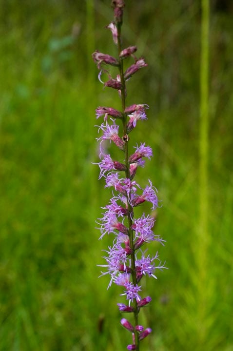 a closeup of a column of purple flowers rising along a stalk
