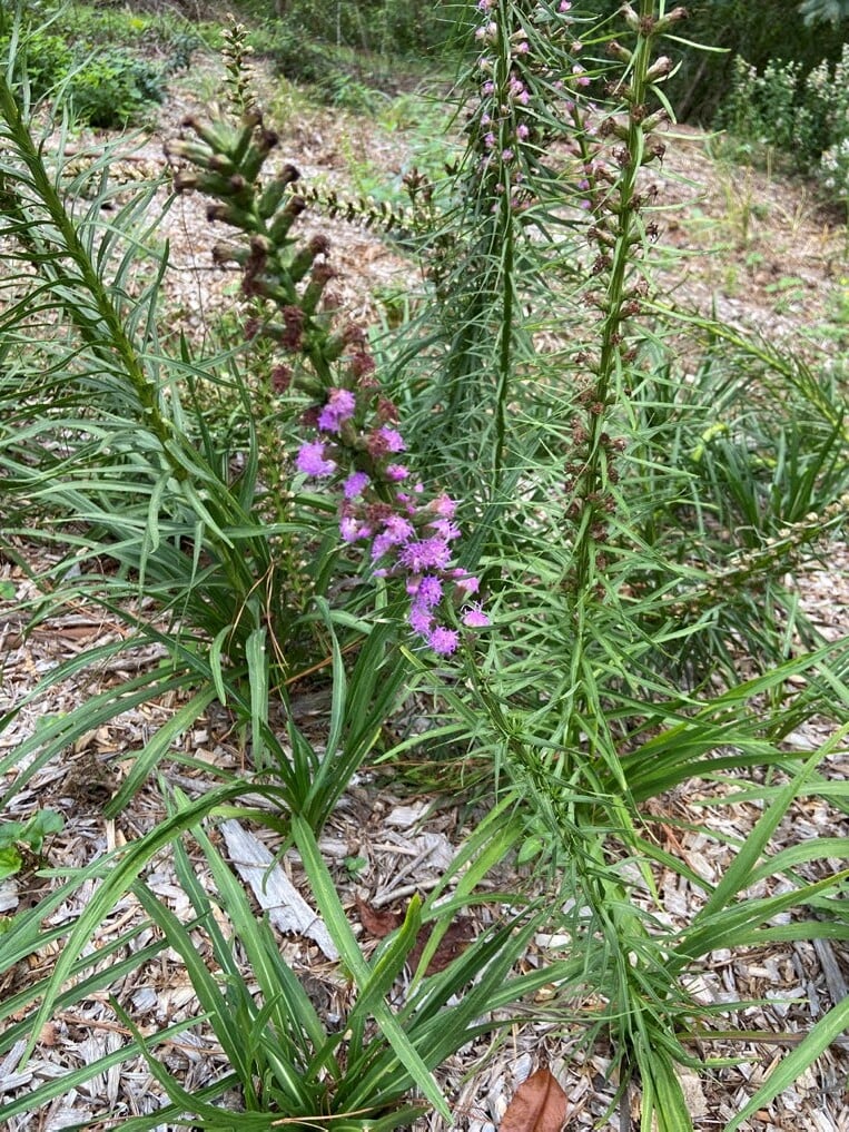 a purple-flowered stalk rises at a lean from the ground of brown dry matter