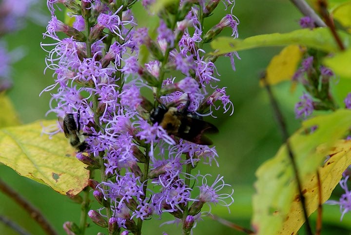 insects crowd a dense group of purple flowers on a stalk
