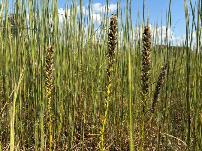 clusters of seeds sit on the top of long stems in a dense patch of grass