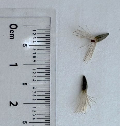 a closeup of two seeds which are crowned with fluffy fibers
