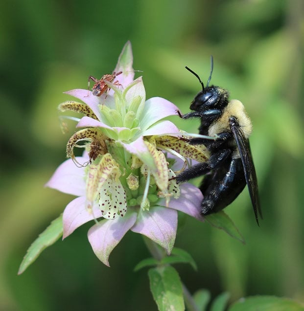 a fuzzy carpenter bee hangs from the petal of a spotted horsemint flower.