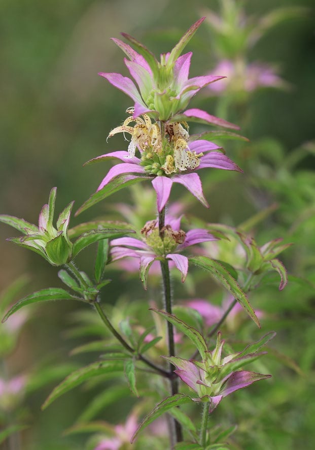 a single stem of a pink-flowered plant