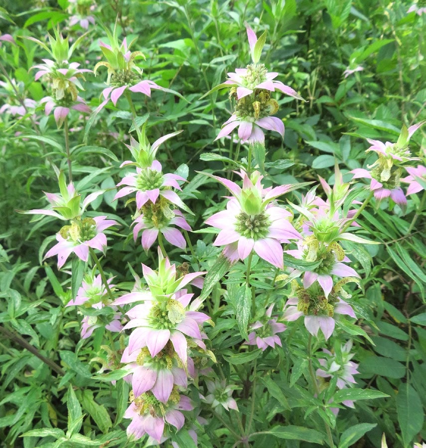 a dense leafy bush with stalks of broad, flat, pink petaled flowers with tall bright green conical centers