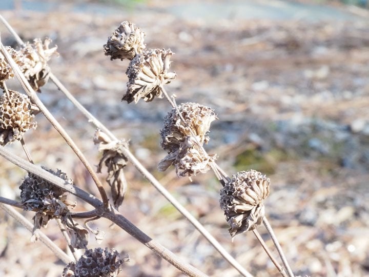 brow, dry seedpods from spotted horsemint lean toward the earth