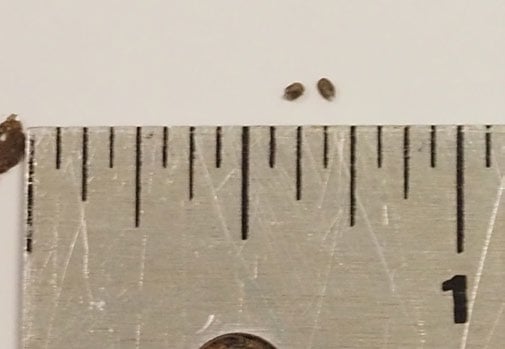 two very small seeds against a ruler