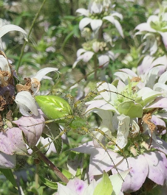 a bright green spider traverses white petals and green leaves