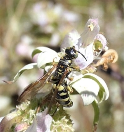 A flower wasp rests on a white bloom