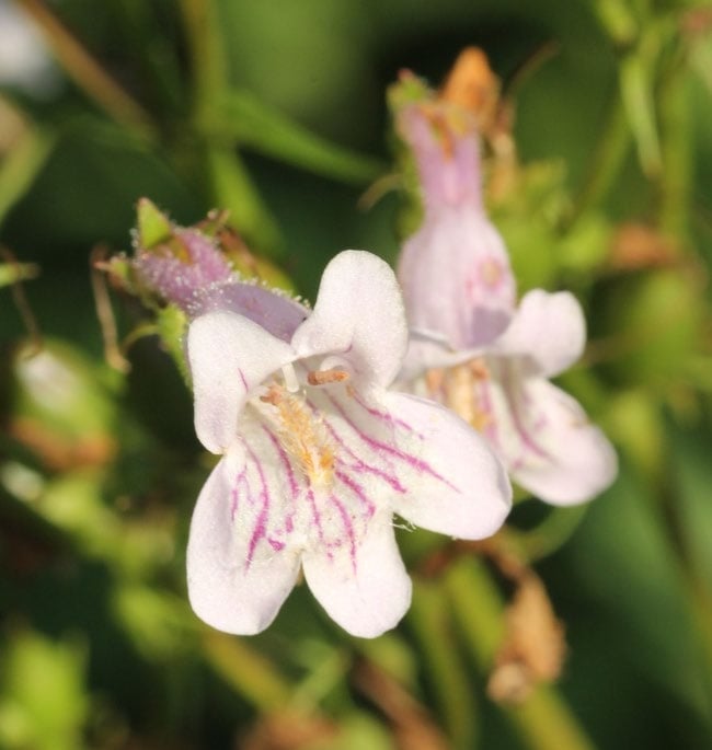 a closeup photo of a white flower with many pink stripes along each petal's length