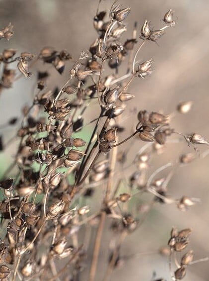 A photo of a brown plant; dry brown husks populate dark brown stems.