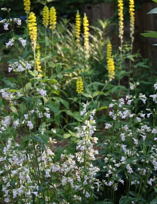 several stalks of white flowers with pink striping are in the foreground of this photo.