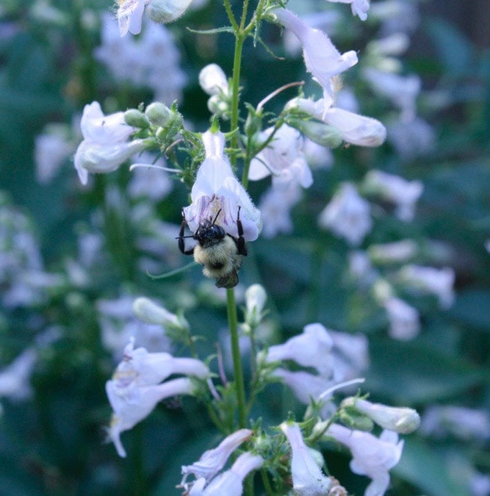 A bee peruses a white flower stalk