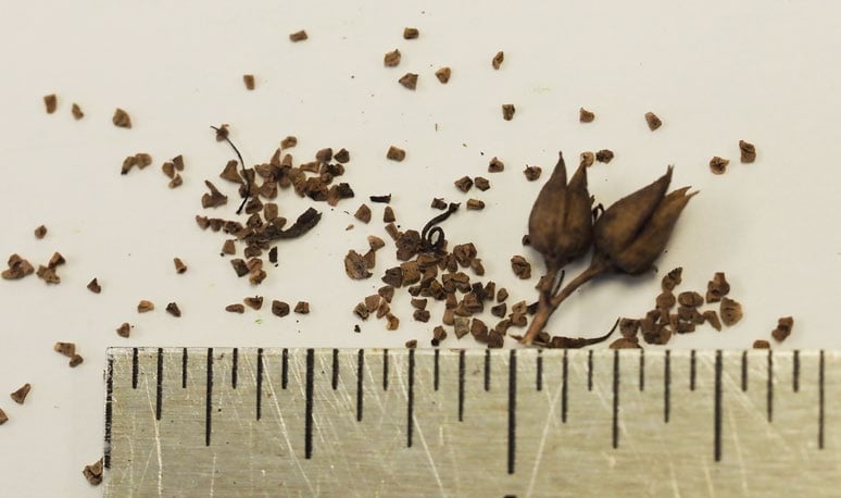 Dark brown seeds against a ruler