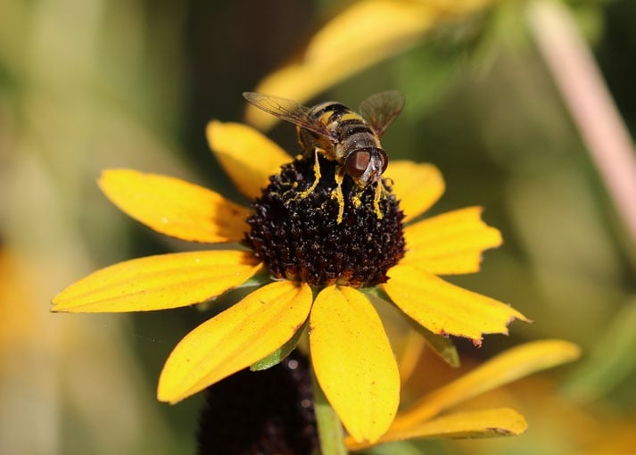 a hoverfly with markings that resemble a bumblebee rests on the center of a flower.
