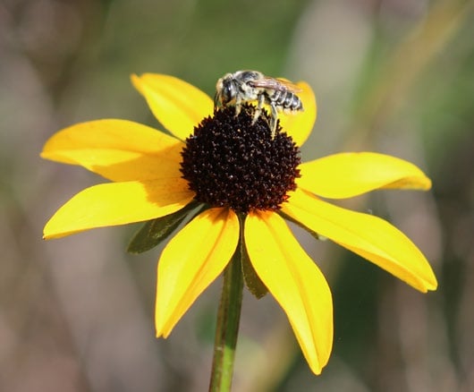 a leafcutter bee is perched atop the center of an open yellow-petaled flower