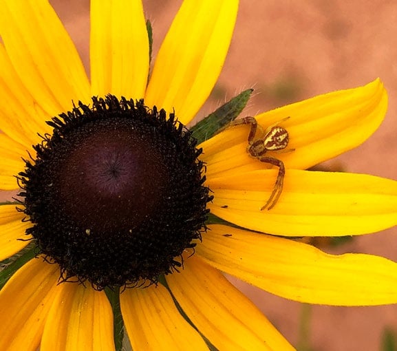 A yellow and brown spider rests against the broad yellow petal of a flower.