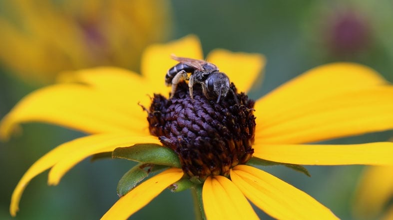A sweat bee pollinates a yellow flower