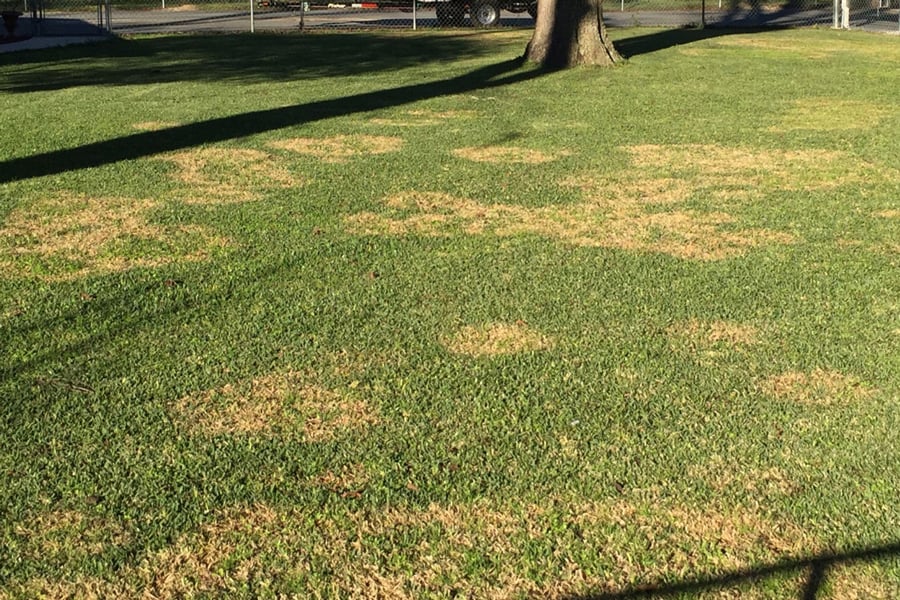 large patch in St. Augustinegrass shows up as large yellow blotches on green grass
