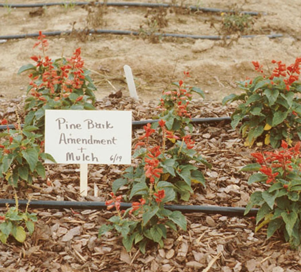 Bed of salvia plants with some yellowing leaves growing in wood waste mulch, marked with a hand-lettered sign reading "Pine Bark Amendment + Mulch 6/19."