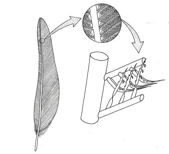 a feather's structure at a microscopic level is like a ladder with criss-crossed rungs
