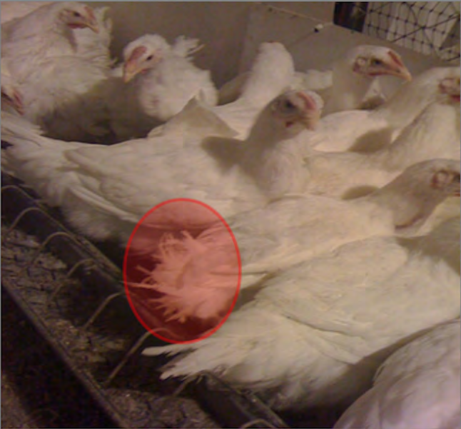 A chicken's feathers are ruffled up and sticking out at odd angles, in contrast to the smoother tail feathers of the chickens around it. This indicates feather licking.