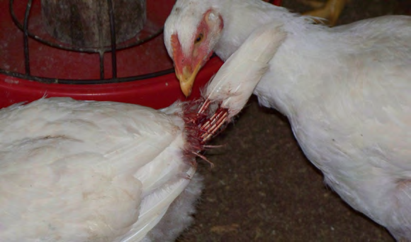 A chicken looks at another chicken's tail feathers, which have been plucked of feather material and are damaged and bloody.