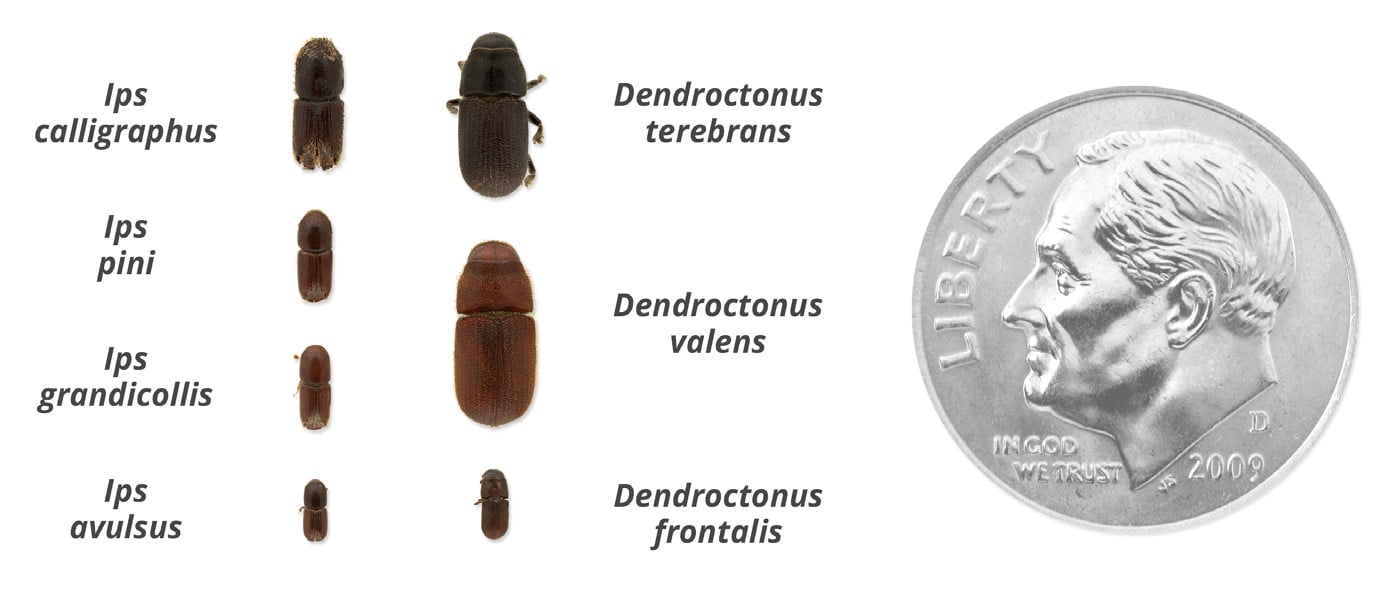 Photo comparison chart of seven bark beetle species arranged in two labeled columns: four Ips species (Ips calligraphus, Ips pini, Ips grandicollis, and Ips avulsus) on the left, and three Dendroctonus species (Dendroctonus terebrans, Dendroctonus valens, and Dendroctonus frontalis) on the right, with a U.S. dime shown at right for size scale.