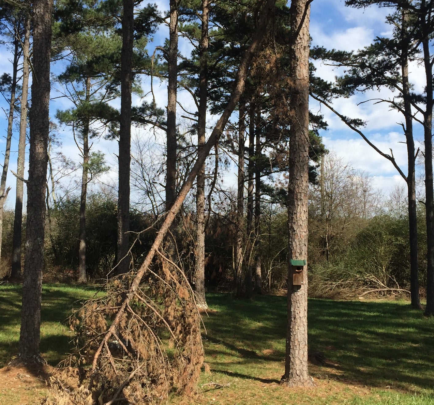 Forest scene in Clarke County, Georgia, showing a broken pine limb hanging down amid standing pine trees, with a wooden nest box mounted on a nearby trunk and cut brush piled on the ground.