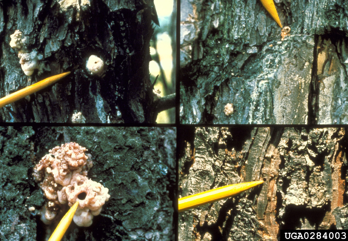 Four close-up photos of pine bark comparing beetle entrance and exit holes, each indicated with a yellow pointer: (A) southern pine beetle entrance hole with a white popcorn-shaped pitch tube; (B) Ips bark beetle entrance hole with little to no pitch tube; (C) black turpentine beetle entrance hole with a large pinkish popcorn-shaped pitch tube; (D) small round Ips bark beetle exit hole in bark.