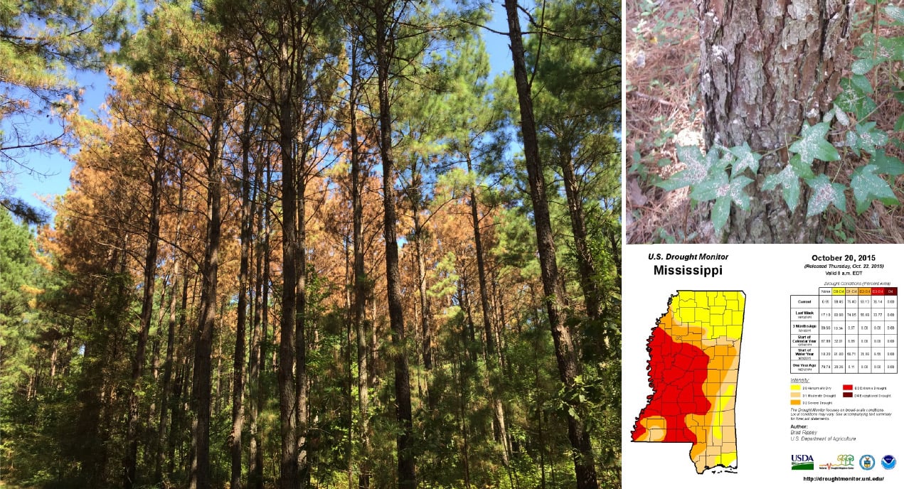Three-part image: (A) ground-level view of a forest stand with a cluster of orange, dead pine trees amid green pines, an Ips bark beetle “spot”; (B) close-up of a pine trunk covered in reddish-brown boring dust and sawdust on the bark and surrounding vegetation; (C) U.S. Drought Monitor map of Mississippi dated October 20, 2015, showing red and orange drought-intensity shading concentrated across the western part of the state.