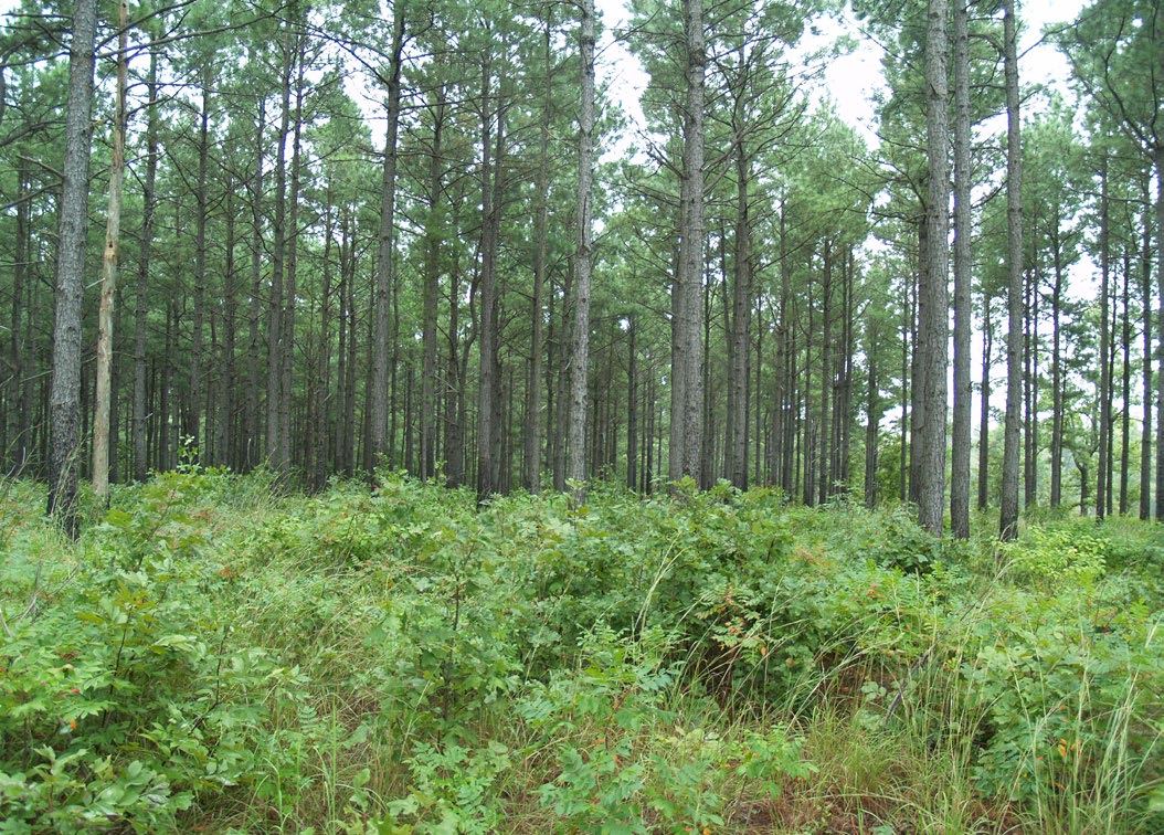 Dense understory hardwood vegetation and regrowth beneath a stand of tall pines in the Ouachita National Forest, Arkansas.