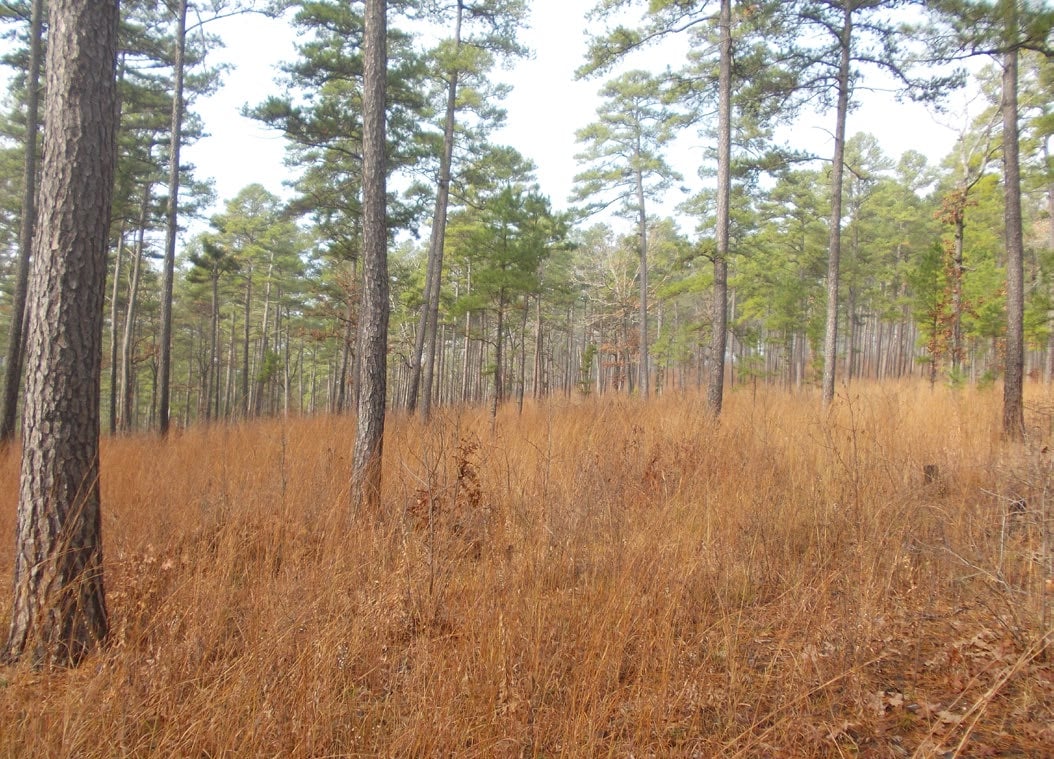 Shortleaf pine woodland in the Ouachita National Forest with a denser stand of pines over a golden-brown grassy understory.
