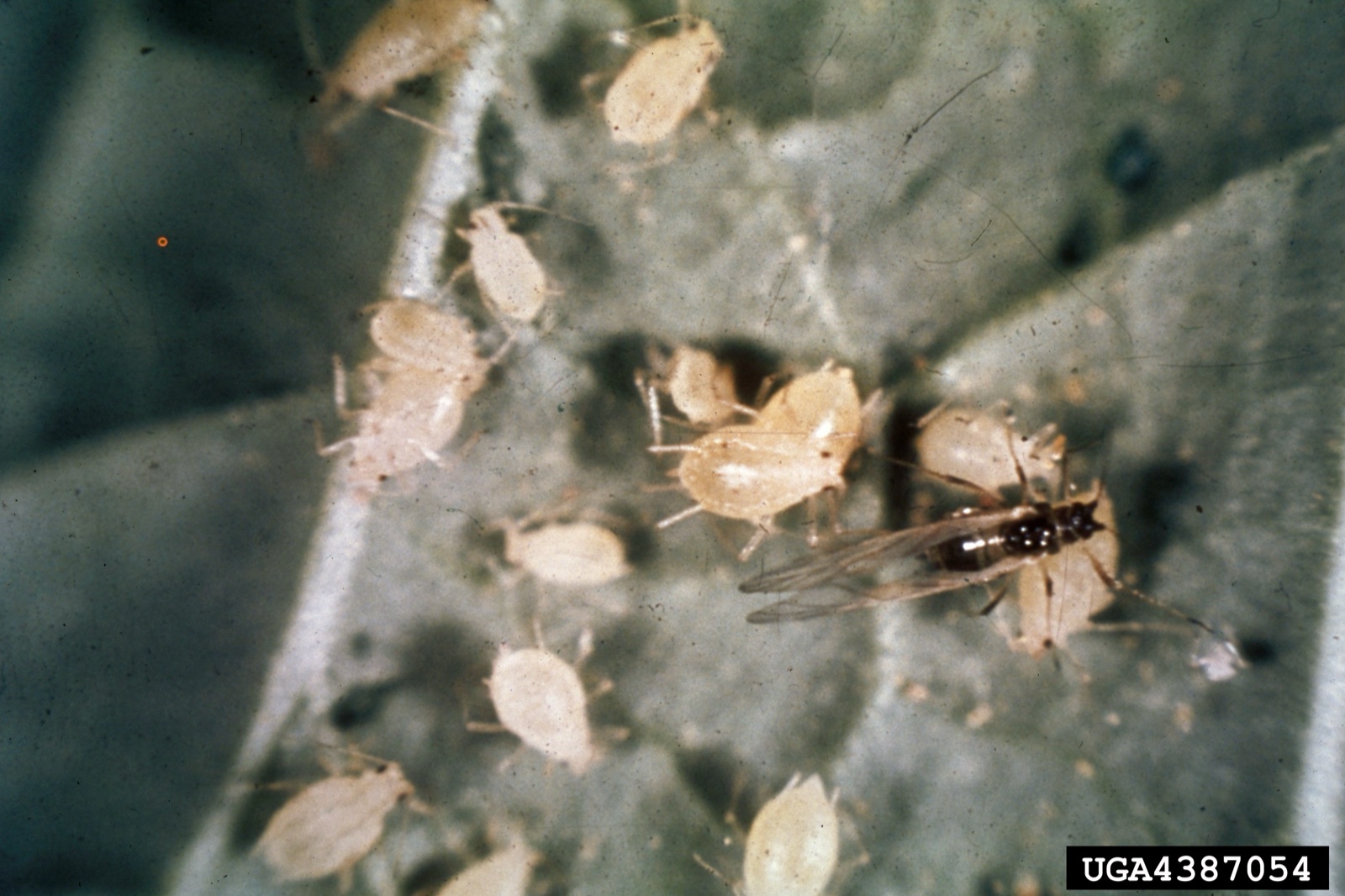 Small white bugs on a leaf