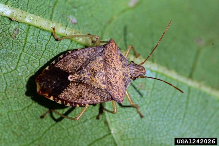 A brown, shield-shaped bug