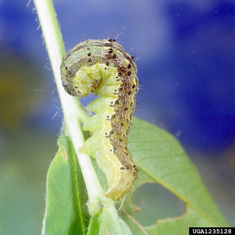 A green worm on a leaf
