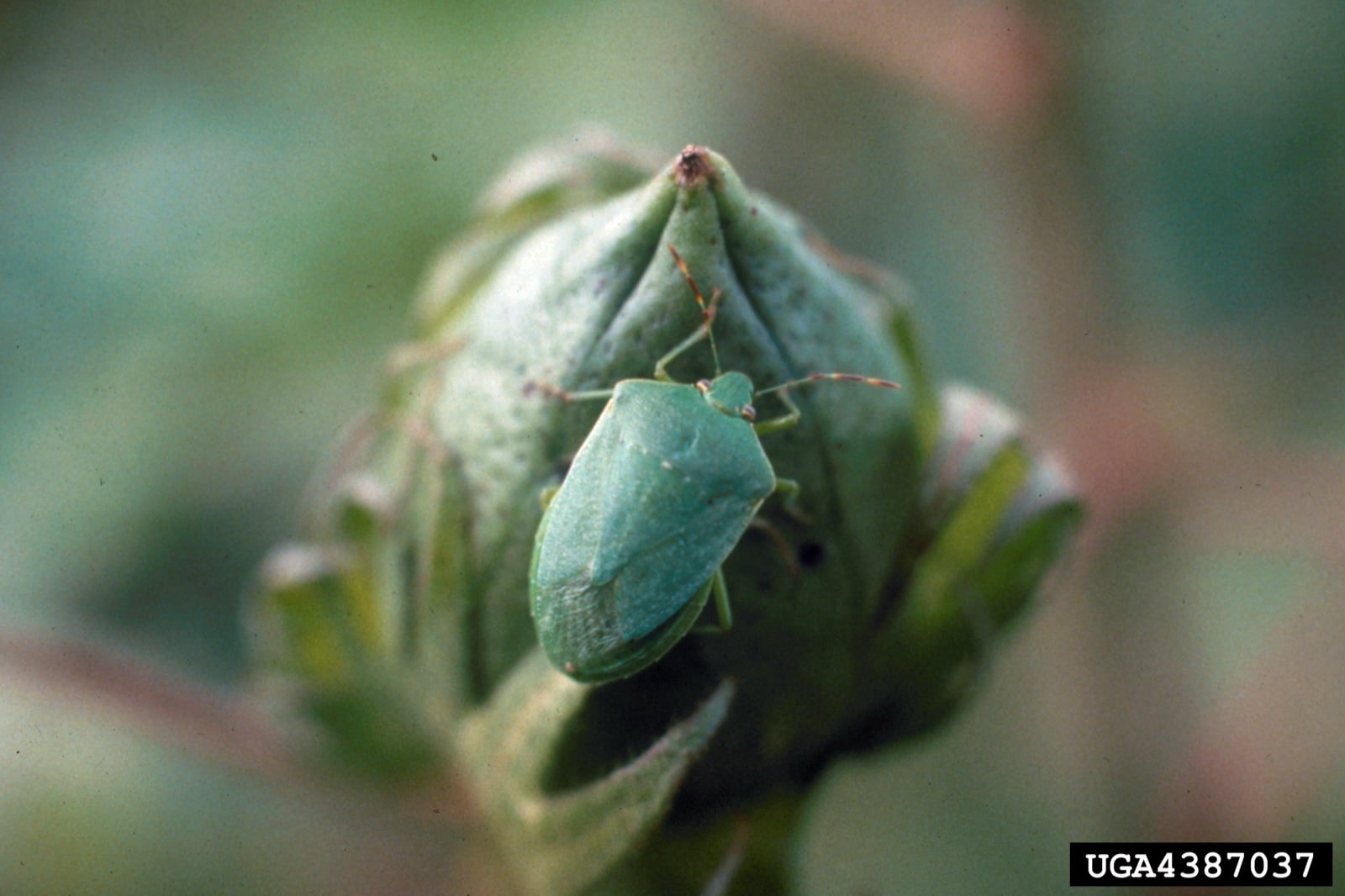 A green, shield-shaped bug