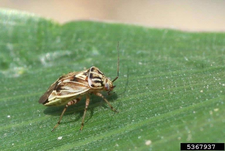 A bug with brown-shaded leaves