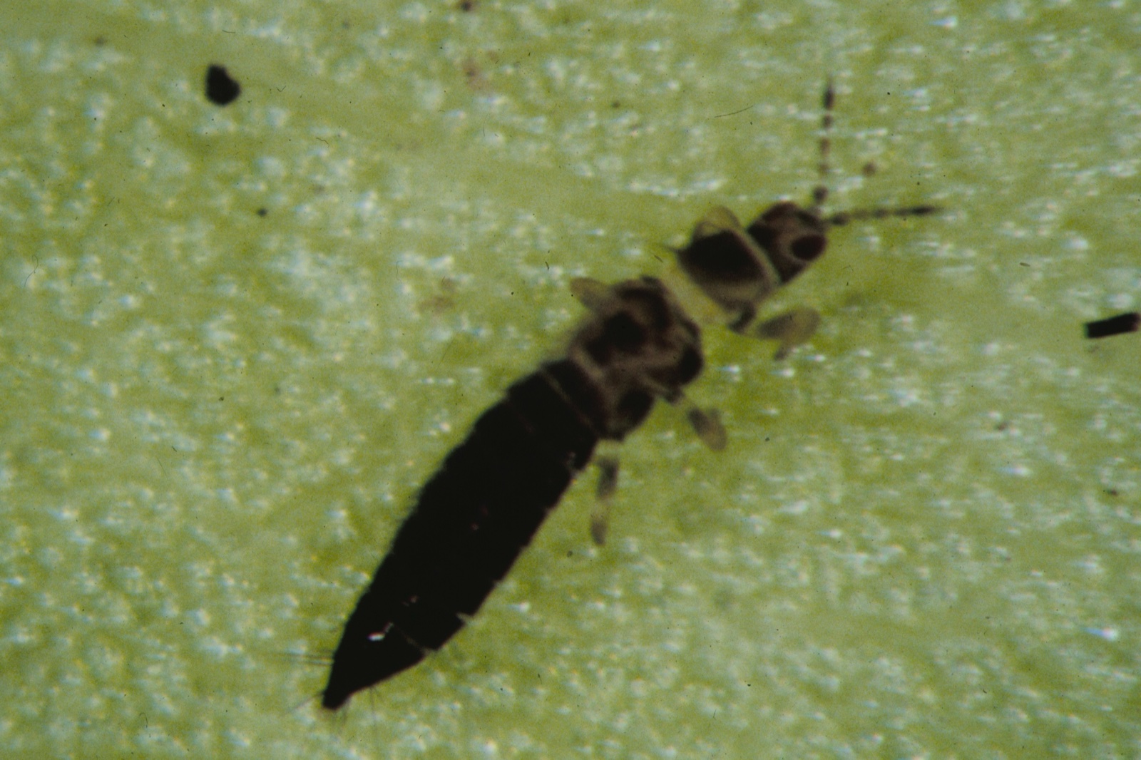 A long black and brown bug