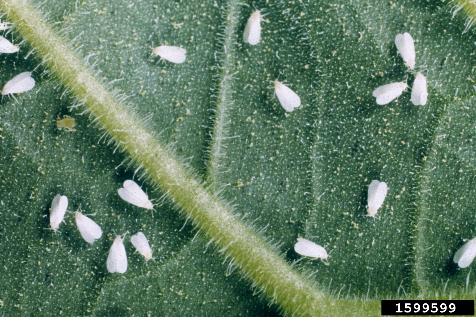 Small white bugs on a green leaf