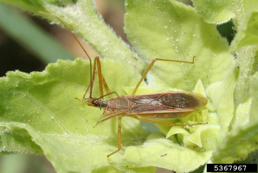 A long brown bug on a leaf