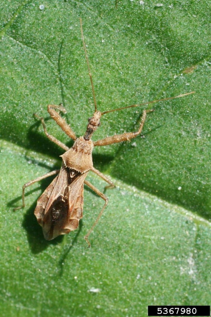 A long brown bug on a leaf