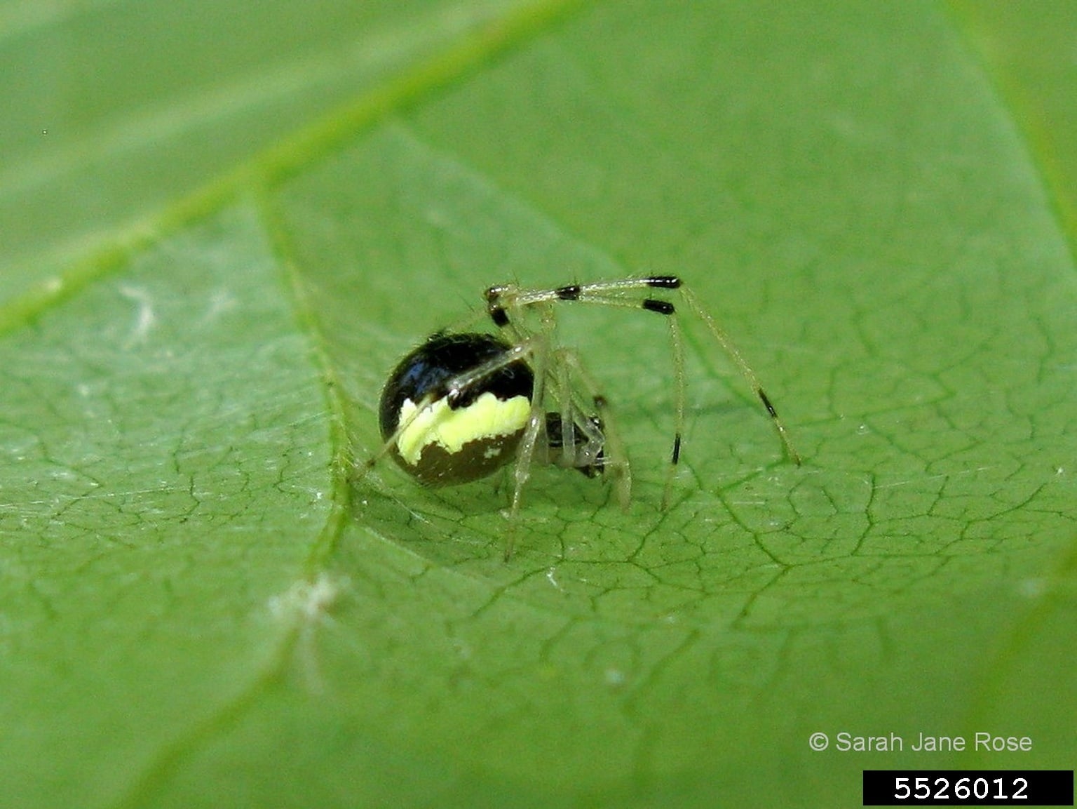 A black, green-ish bug