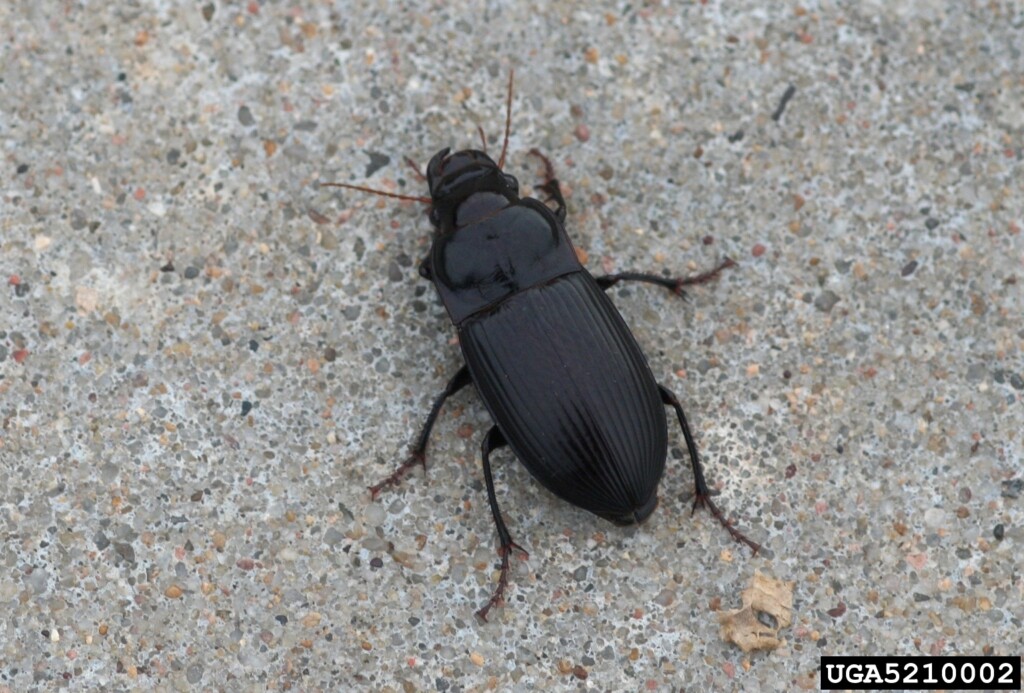 A long, back shield-shaped bug