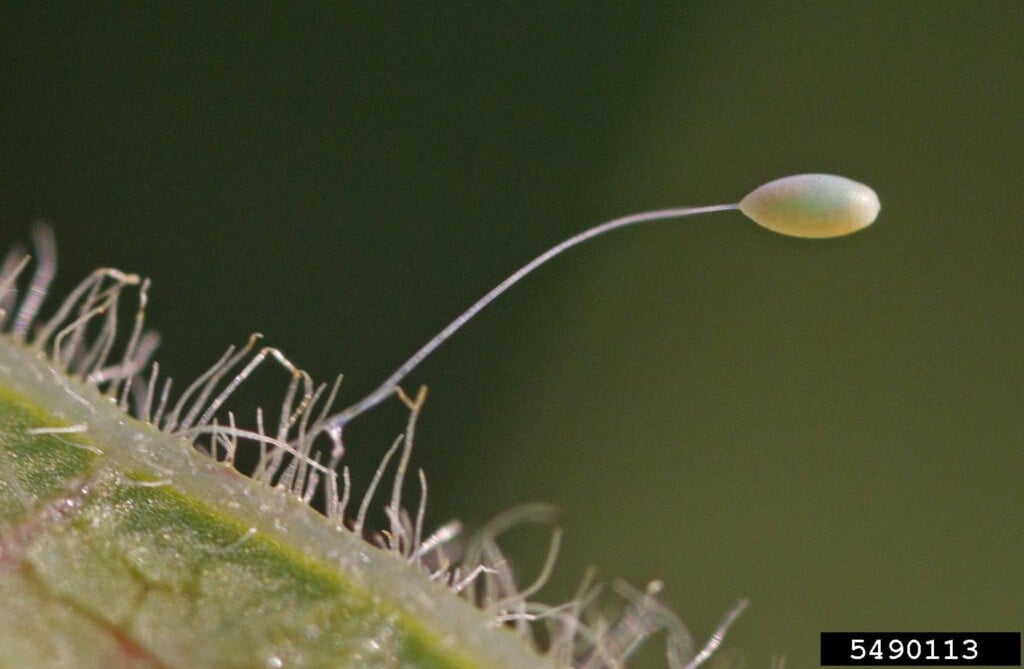 A long white dot attached to what looks like a string