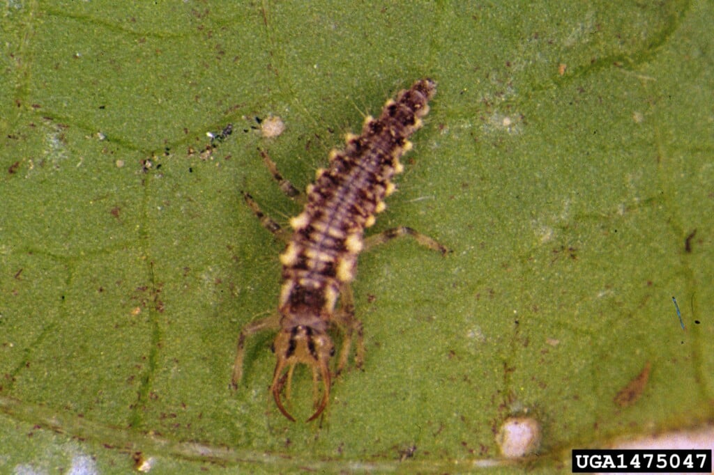 A long thin brown bug on a green leaf