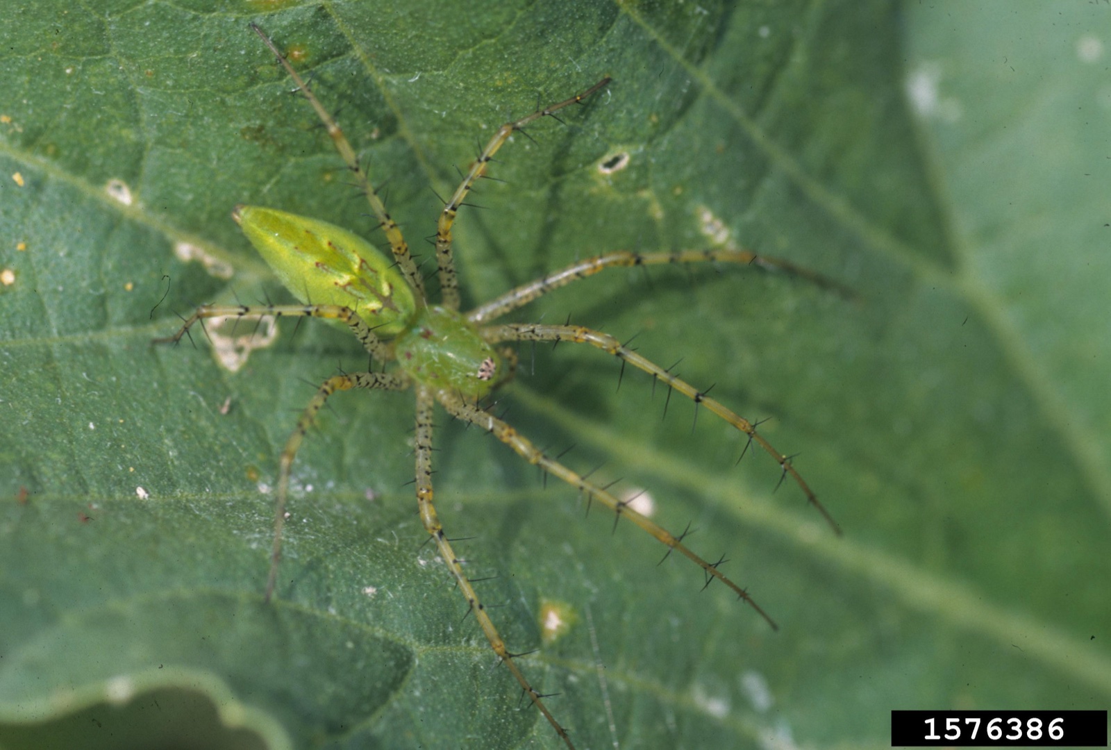A green spider on a leaf