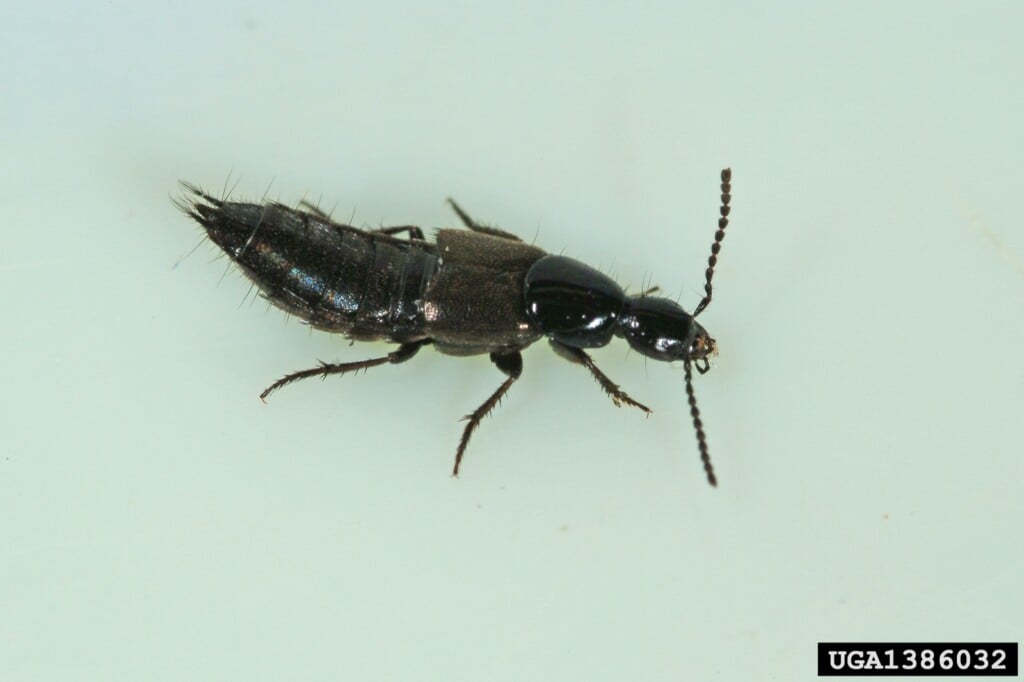 A long skinny black bug