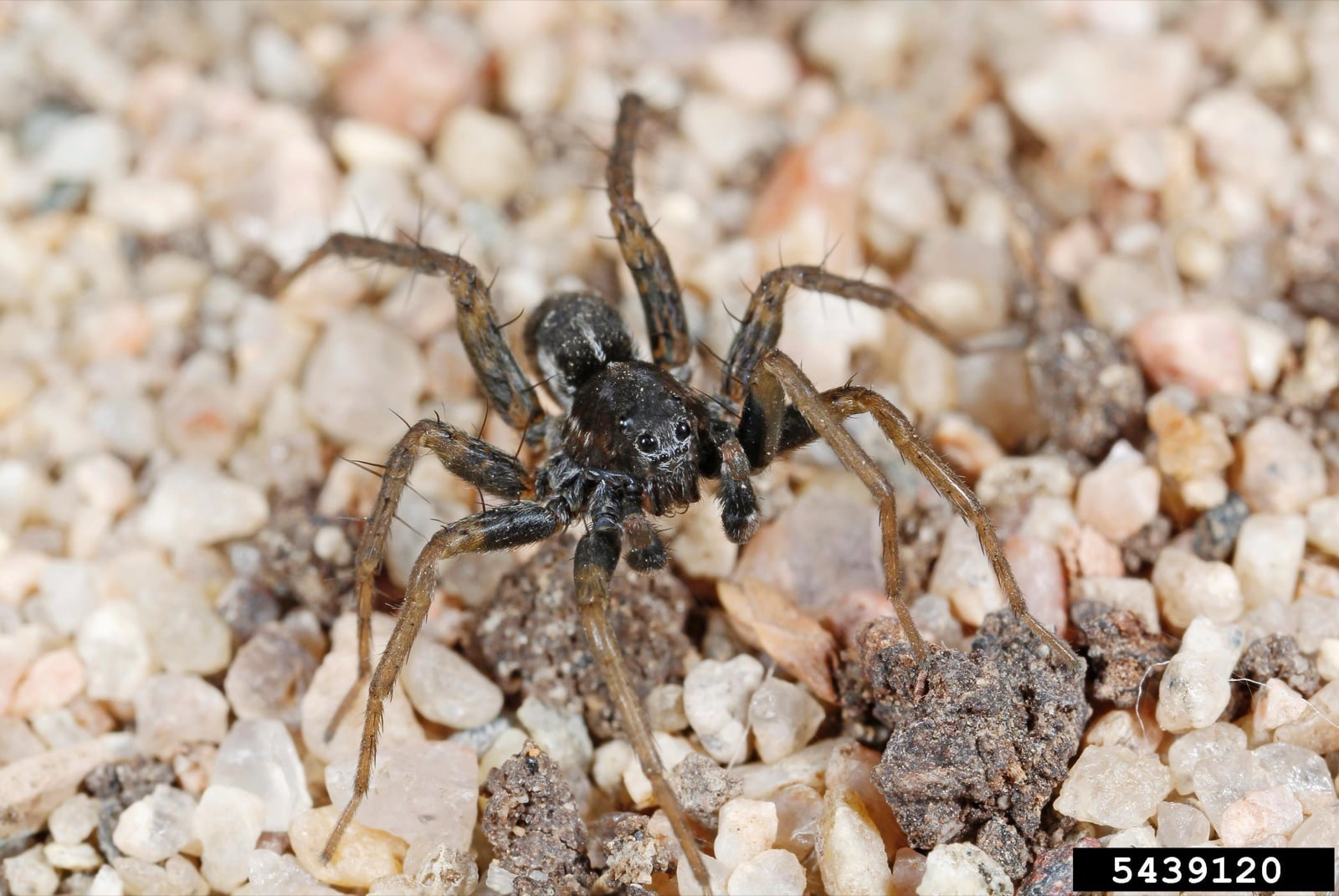 A brown spider