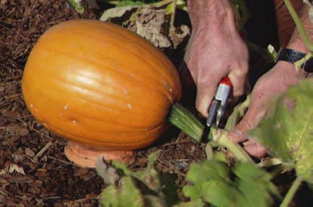 Hands using pruning shears to cut a pumpkin from the vine, leaving a length of stem attached