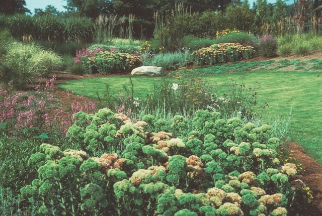 A landscaped garden bed with mixed shrubs, groundcover and flowering plants beside a lawn and stone-edged path.